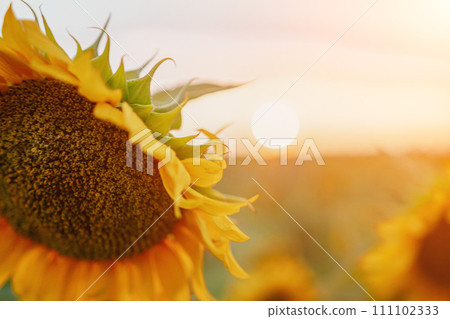 Bright Sunflower Flower: Close-up of a sunflower in full bloom, creating a natural abstract background. Summer time. Field of sunflowers in the warm light of the setting sun. Helianthus annuus. Bright Sunflower Flower: Close-up of a sunflower in full bloom, creating a natural abstract background. Summer time. Field of sunflowers in the warm light of the setting sun. Helianthus annuus. 111102333