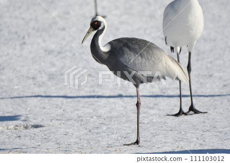 北海道鶴居村伊藤保護區，一隻白枕鶴與一群丹頂鶴一起過冬 111103012