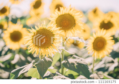 Sunflower blooming towards the sun Sunflower blooming towards the sun 111103175