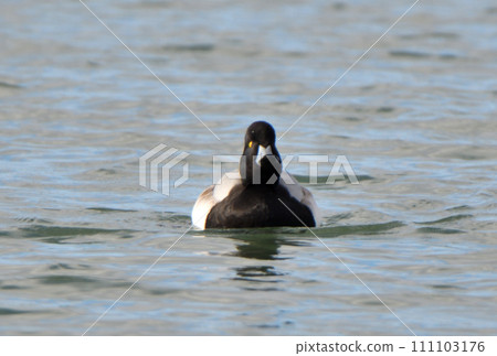 A male scaup duck swimming in a winter harbor in Hokkaido 111103176