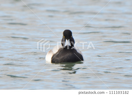 一隻雄性潛鴨在北海道冬季港口游泳 111103182