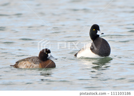 A pair of scaup ducks swimming in a winter port in Hokkaido 111103186
