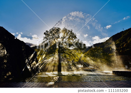 陽光透過大樟樹和大噴泉 6 陽光透過大樟樹和大噴泉 6 111103200