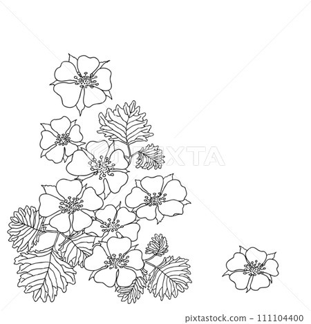 野草莓、蛇草莓花 111104400