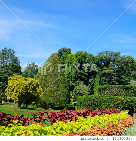 A beautiful botanical garden with exotic tropical plants and trees. Kandy, Sri Lanka. A beautiful botanical garden with exotic tropical plants and trees. Kandy, Sri Lanka. 111105383