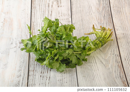 Green coriander leaves herb heap Green coriander leaves herb heap 111105632