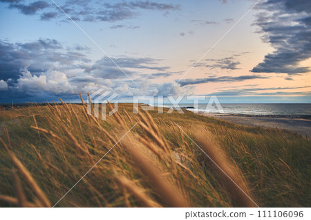 Dunes with beach grass at the wide beach at northern Denmark Dunes with beach grass at the wide beach at northern Denmark 111106096