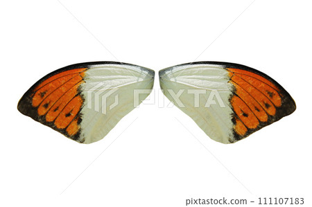 White and orange butterfly wings isolated on white background White and orange butterfly wings isolated on white background 111107183