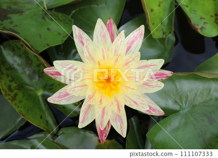 Top view of a yellow Nymphaea waterlily. 111107333