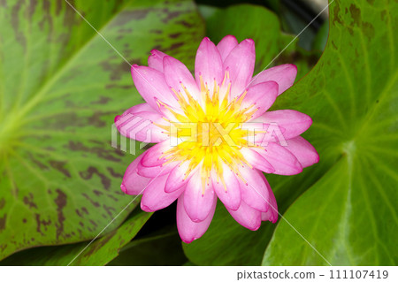 Top view of a pink Nymphaea lotus flower. 111107419