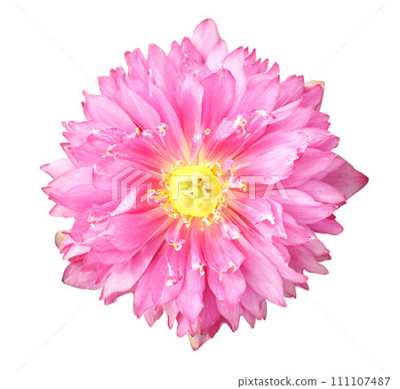 Double red lotus isolated on white background Double red lotus isolated on white background 111107487