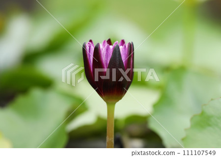 Violet blooming waterlily with green blurred natural background Violet blooming waterlily with green blurred natural background 111107549