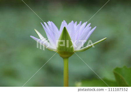 Violet blooming waterlily with green blurred natural background Violet blooming waterlily with green blurred natural background 111107552