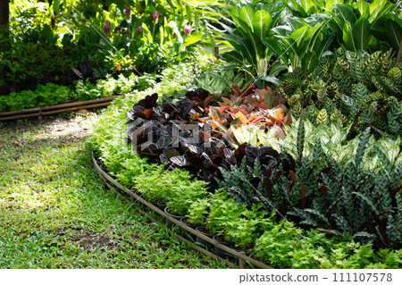 Tropical plant in the park Tropical plant in the park 111107578