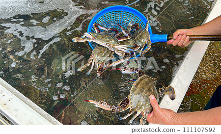 Korean food ingredients. a live crab 111107592