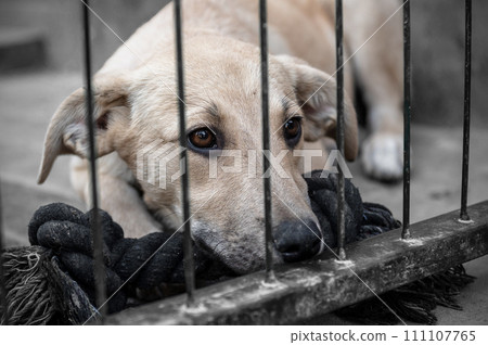 Dog in animal shelter waiting for adoption. Portrait of homeless dog in animal shelter cage. 111107765