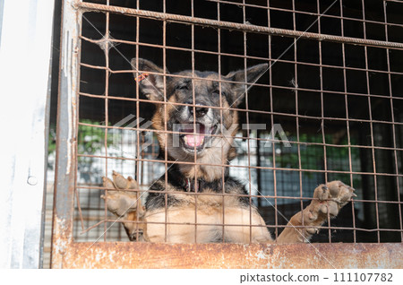 Dog in animal shelter waiting for adoption. Portrait of red homeless dog in animal shelter cage. 111107782