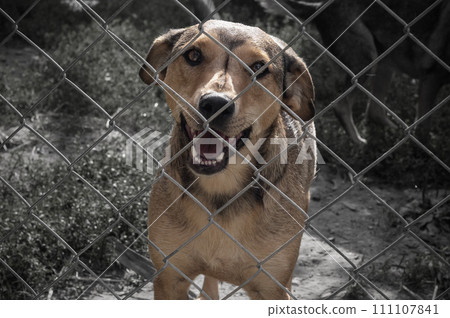 Homeless dog behind bars in a shelter. Dog in animal shelter waiting for adoption. 111107841