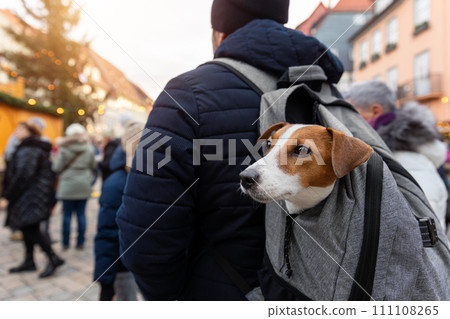 Curious Jack Russell Terrier funny happy dog enjoy peeks out from man person backpack, taking in the sights of a bustling traditional Christmas holiday market at european crowded city street 111108265