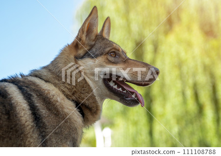 Sad dog in the park. Stray dog on a summer day. Waiting for adoption 111108788