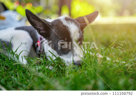 Sad mongrel puppy in the park. Stray dog on a summer day Sad mongrel puppy in the park. Stray dog on a summer day 111108792