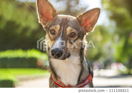 Sad dog in the park. Stray dog on a summer day. Waiting for adoption Sad dog in the park. Stray dog on a summer day. Waiting for adoption 111108821