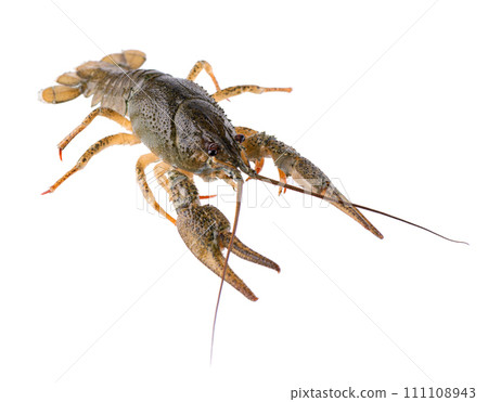 Live crayfish isolated on white background. Clipping path. 111108943