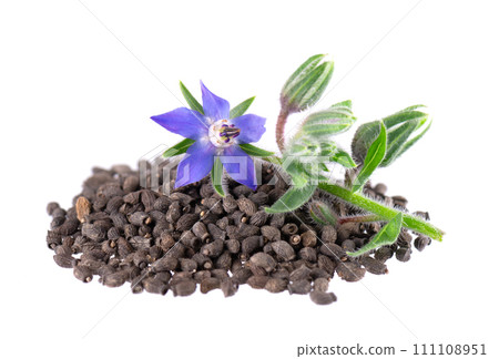 Borage seeds with flowers isolated on a white background. Borago officinalis seeds and flowers. 111108951