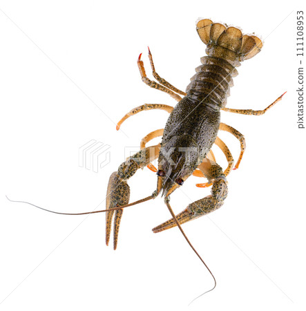 Live crayfish isolated on white background. Clipping path. Top view. 111108953