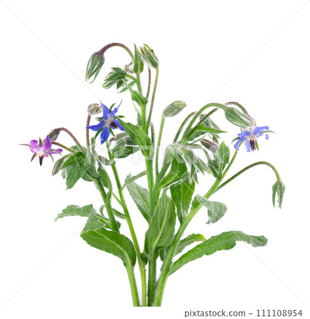 Borage flowers isolated on a white background. Borago officinalis flowers. 111108954