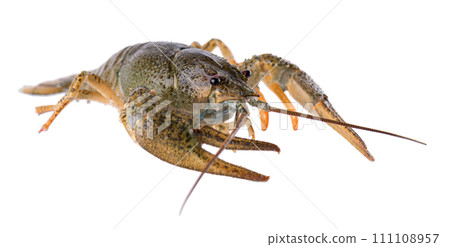 Live crayfish isolated on white background. Clipping path. Live crayfish isolated on white background. Clipping path. 111108957