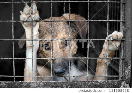 Dog in animal shelter waiting for adoption. Portrait of homeless dog in animal shelter cage. Dog in animal shelter waiting for adoption. Portrait of homeless dog in animal shelter cage. 111108958