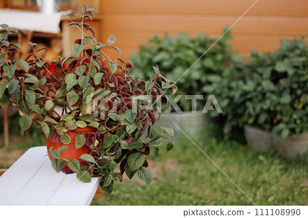 Lush potted plant on white table outdoors. 111108990