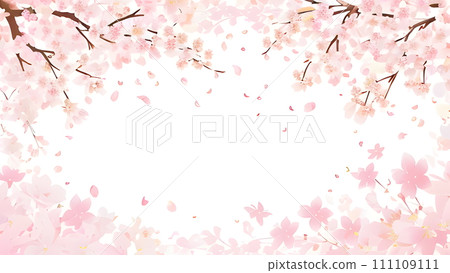 盛開的櫻花背景素材 111109111