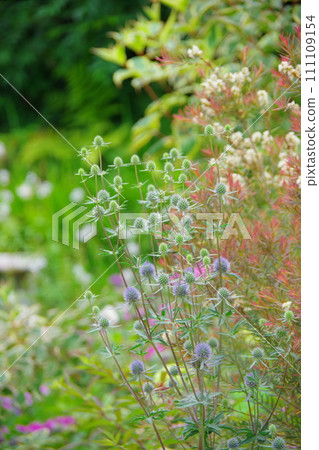 Garden image erindium Garden image erindium 111109154