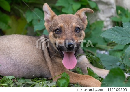 Cute homeless red puppy outdoor. Dog at the shelter. Lonely and abandoned dog Cute homeless red puppy outdoor. Dog at the shelter. Lonely and abandoned dog 111109203