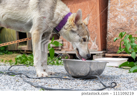 Dogs in a shelter drinks water from a bowl. Adorable mixed breed dogs drinking water from bowl 111109219