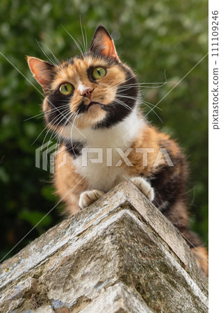 Cat is resting sitting on the fence. Homeless cat is lying on the fence. 111109246