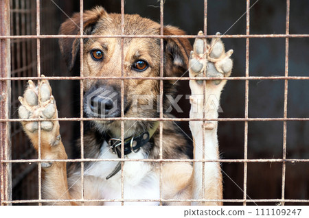 Stray dog in animal shelter waiting for adoption. Portrait of homeless dog in animal shelter cage. 111109247