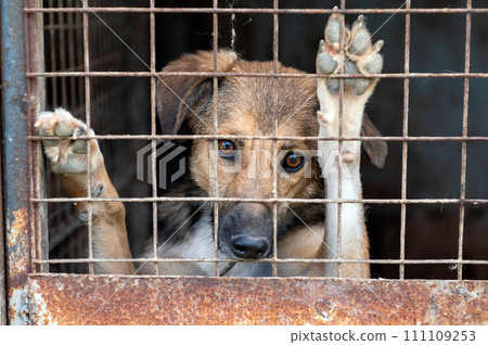 Stray dog in animal shelter waiting for adoption. Portrait of homeless dog in animal shelter cage. Stray dog in animal shelter waiting for adoption. Portrait of homeless dog in animal shelter cage. 111109253