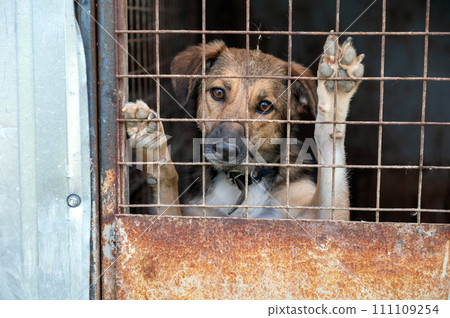 Stray dog in animal shelter waiting for adoption. Portrait of homeless dog in animal shelter cage. 111109254