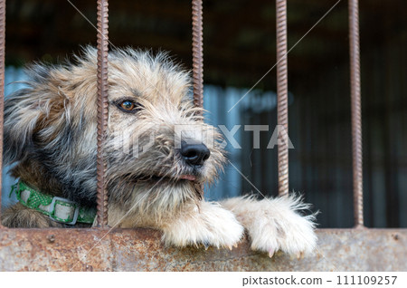 Stray dog in animal shelter waiting for adoption. Portrait of homeless dog in animal shelter cage. 111109257