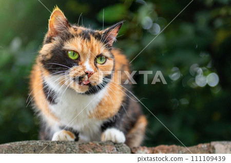 Red cat close up portrait. Beautiful orange and black cat with green eyes Red cat close up portrait. Beautiful orange and black cat with green eyes 111109439