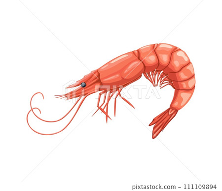 Cartoon seafood, shrimp or prawn for sea food cuisine or restaurant, isolated vector. Whole raw prawn or shrimp for seafood cuisine cooking ingredient or sushi bar menu and fish market food product 111109894