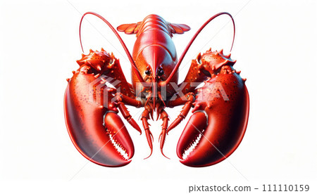 Lobster Isolated on white background 111110159