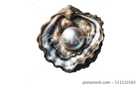 Oyster Isolated on transparent background,top view Oyster Isolated on transparent background,top view 111110165