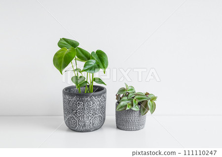 Monstera deliciosa or Swiss Cheese Plant and Tradescantia zebrina in a gray flower pots on a white table, plant home decoration and connecting with nature Monstera deliciosa or Swiss Cheese Plant and Tradescantia zebrina in a gray flower pots on a white table, plant home decoration and connecting with nature 111110247