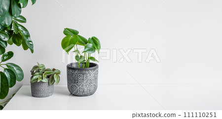 Monstera deliciosa or Swiss Cheese Plant and Tradescantia zebrina on a white table, plant home decoration concept, banner with copy space 111110251