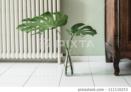 Beautiful leaves of Swiss cheese plant or Monstera deliciosa in a transparent vase in the interior, minimal creative home decor concept 111110253
