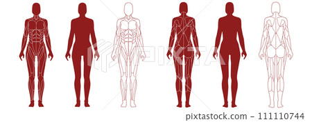Female figure with anatomical muscles front and back view set 111110744